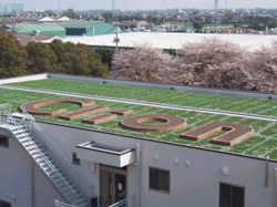 陸屋根緑化施工例1